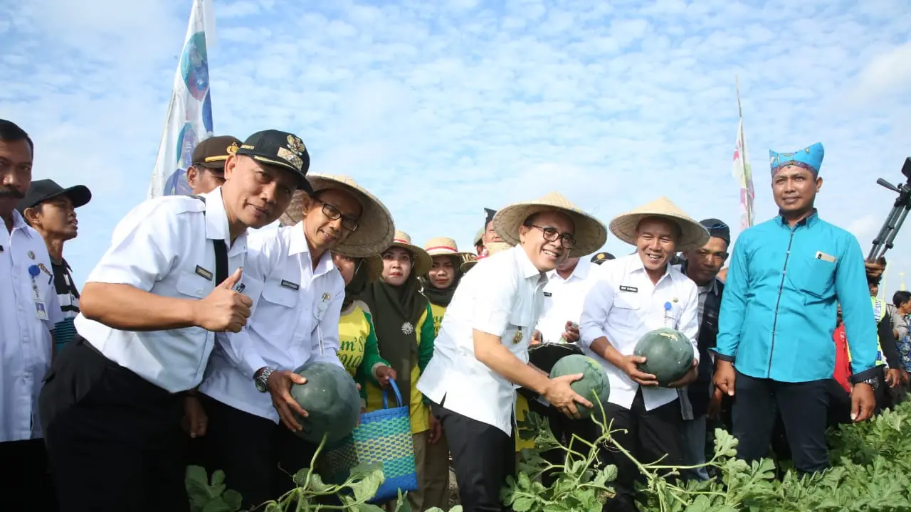 Banyuwangi Panen Raya Semangka, Bupati Anas Ajak Petani Garap Produk Turunan