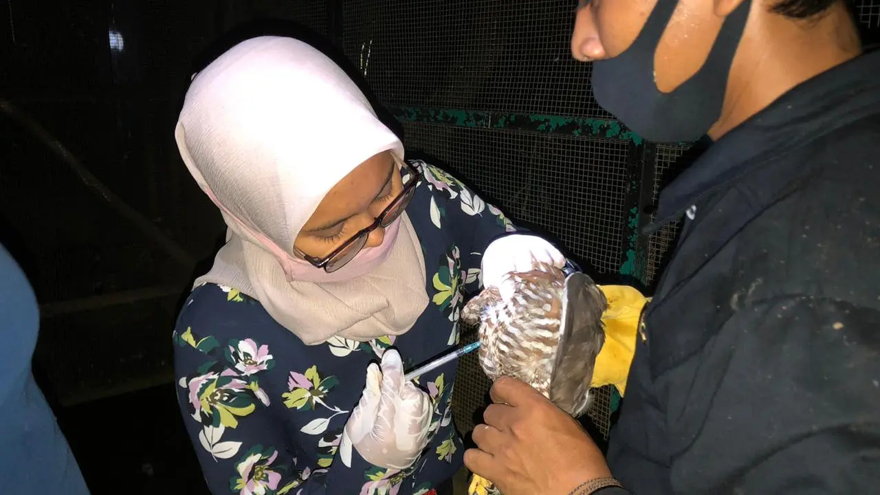 Salah seorang dokter hewan Taman Satwa Cikembulan, Garut, Jawa Barat tengah melakukan vaksinasi hewan pada salah satu burung peliharaan di sana.