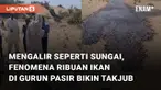 Fenomena alam ribuan ikan mengalir di gurun pasir mengundang perhatian