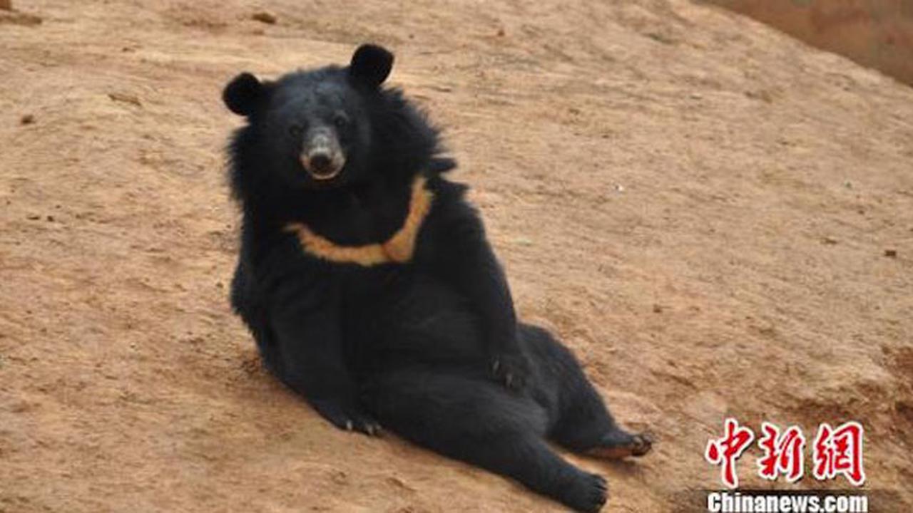 Setelah 2 Tahun Pria Ini Baru Tahu Anjingnya Ternyata Beruang