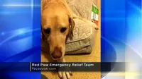 Yolanda anjing pembantu yang menyelamatkan majikannya.
