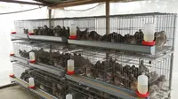 10 Jenis Ternak Hemat Pakan dan Biaya di Lahan 2x2 Meter yang Cepat Menghasilkan