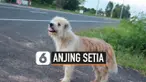Anjing dikenal sebagai hewan yang setia terhadap majikannya. Ini terlihat dari seekor Anjing bernama Leo asal Thailand yang setia menunggu majikannya selama 4 tahun di tempat terakhir ia tertinggal. Kisahnya ini menjadi viral di media sosial.