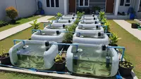 7 Ide Budidaya Ikan Nila di Bak Plastik Bekas untuk Pekarangan Rumah Type 36