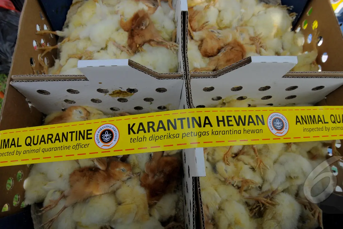 Ratusan Bangkai Anak Ayam Dimusnahkan