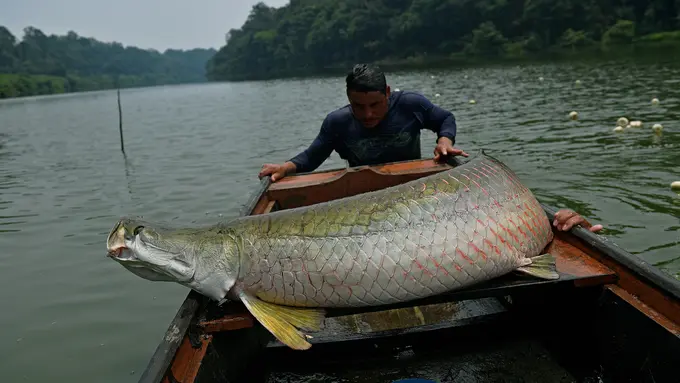 Ikan Air Tawar Terbesar di Sungai Amazon