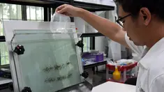 Pemerintah Singapura mulai memerangi demam berdarah dengue (DBD) dengan menggunakan nyamuk, Selasa (7/2).  Jentik nyamuk pembawa bakteri Wolbachia dikembangbiakkan di Badan Lingkungan Nasional Singapura. (AFP Photo/Roslan Rahman)