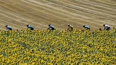 Pebalap Italia, Fabio Aru (4kanan) menggunakan jersey kuning bersama timnya melintasi kebun bungan pada etape ke-14 Tour de France dengan jarak 181,5 km antara Blagnac dan Rodez, (15/7/2017). (AFP/Pphilippe Lopez)