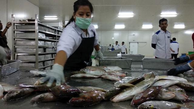 Pegawai Perum Perikanan Indonesia (Perindo) Unit Natuna, Kepulauan Riau, tengah mengolah ikan hasil tangkapan nelayan lokal.