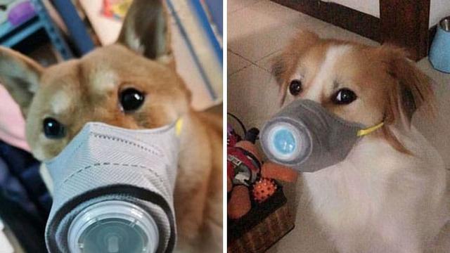 Anjing Pakai Masker di China