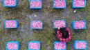 Seorang petani memilah kelopak mawar yang dapat dimakan di Haian, Provinsi Jiangsu, China, Senin (14/5). (AFP)