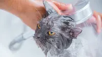 How to bathe a cat. (Photo: Karin Chantanaprayura/Pexels)