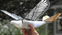 Sekilas penampakan drone burung besutan Tiongkok. (Foto: South China Morning Post)