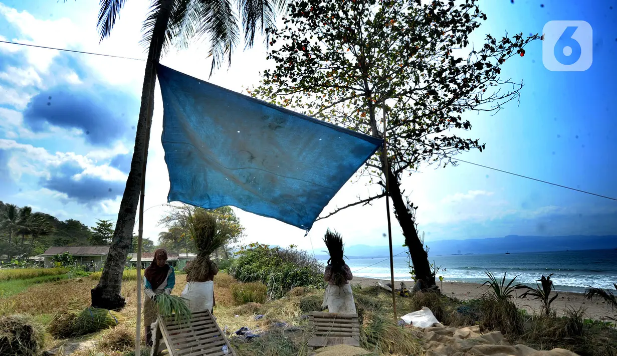 Petani melakukan panen padi jenis Ciherang di kawasan Pantai Sukawayana, Pelabuhan Ratu, Sukabumi, Minggu (1/12/2019). Musim kemarau yang menyebabkan pasokan beras berkurang di pasaran, menyebabkan harga gabah kering naik di tingkat petani. (merdeka.com/Arie Basuki)