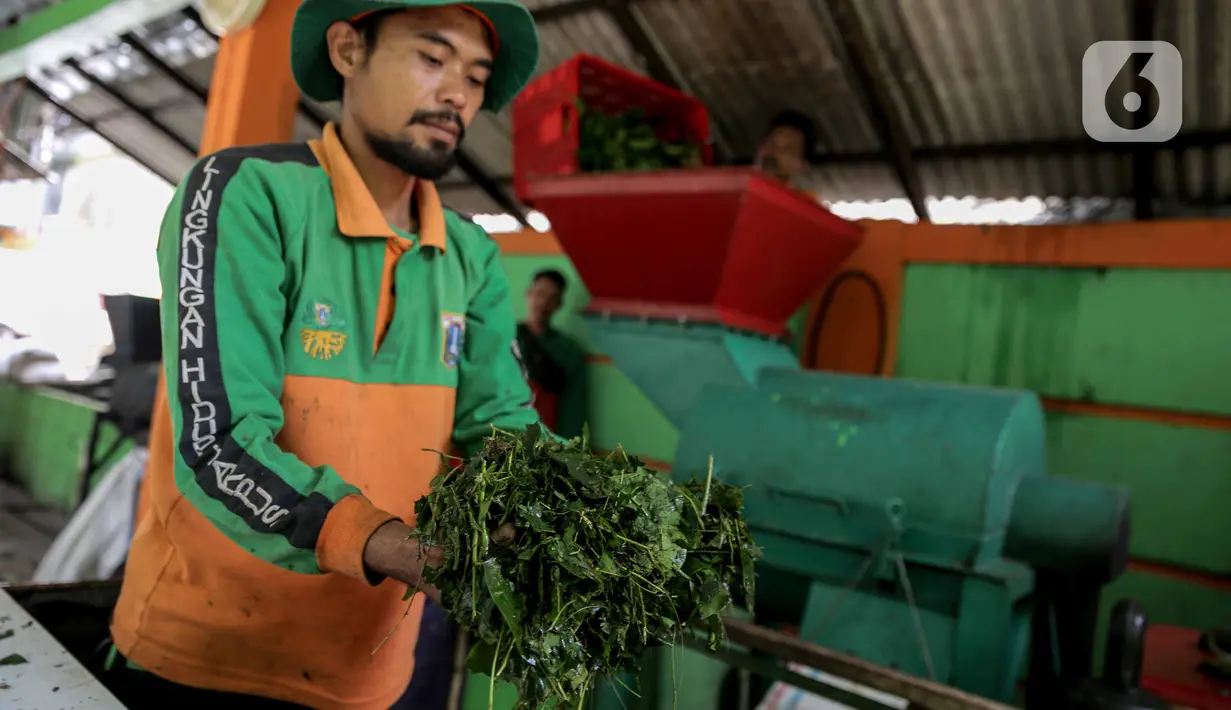 Aktivitas pengolahan pupuk kompos dari  sampah daun di TPS 3R Ketapang Satpel Lingkungan Hidup Kecamatan Gambir, Jakarta, Rabu (22/2/2023). TPS 3R Ketapang Satpel Lingkungan Hidup Kecamatan Gambir itu dapat mereduksi atau mengurai sampah organik menjadi kompos sebanyak 200-300 kilogram per hari. (Liputan6.com/Faizal Fanani)