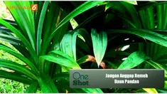 Tidak hanya sebagai bahan masakan saja, saksikan manfaat besar daun pandan yang mungkin tidak Anda ketahui sebelumnya 