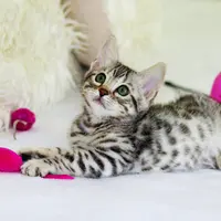 Hewan peliharaan kita juga meyumbang banyak pengeluaran rumah tangga, ketahui tips cerdas untuk menghematnya. (Foto: Unsplash.com/Kim Davies).