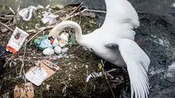 Seekor angsa putih memeriksa sarangnya di danau dekat Jembatan Ratu Louise, Kopenhagen, Denmark, Selasa (17/4). Sarang yang terdapat sejumlah telur tersebut sebagian terbuat dari sampah yang ditemukan di danau. (Mads Claus Rasmussen/Ritzau Scanpix via AP)