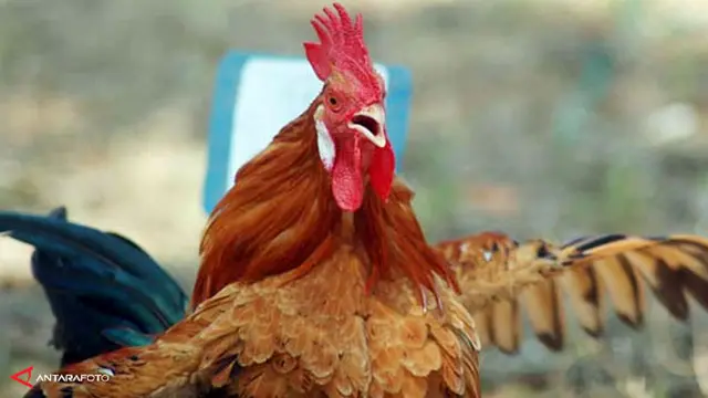 ayam-kukuak-balenggek-130911c.jpg