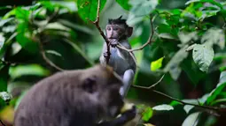 Monyet ekor panjang berada di Sacred Monkey Forest atau yang lebih dikenal dengan Monkey Forest di Ubud, Bali pada 16 November 2018. Keunikan hutan ini adalah terdapatnya ratusan Kera Bali ekor panjang yang bebas berkeliaran di alam. (GABRIEL BOUYS/AFP)