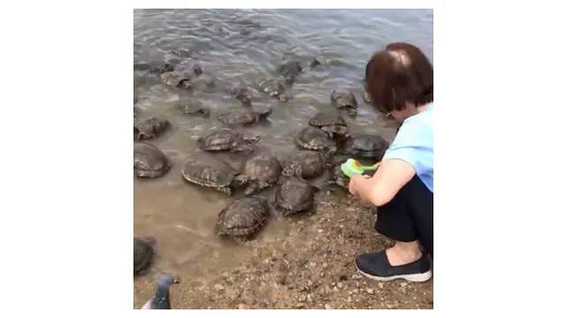 Viral, Wanita Ini Gunakan Sikat Untuk Gosok Tempurung Puluhan Kura-kura di Danau