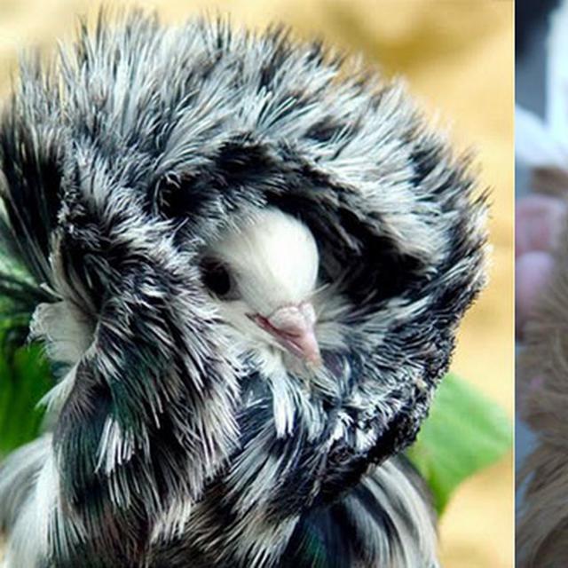 Cantiknya Merpati Jacobin Si Burung Modis Sedunia Lifestyle Liputan6 Com