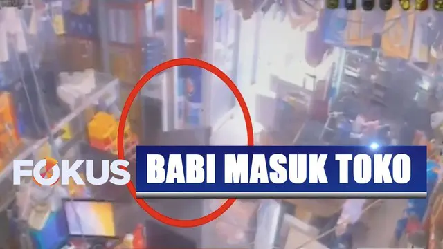 Sejumlah barang di dalam toko pun berantakan lantaran ditabrak hewan yang bingung dan ketakutan ini.