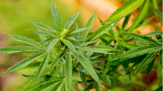 Pemuda Makassar  Panen Ganja di Pot  Bunga  Regional 