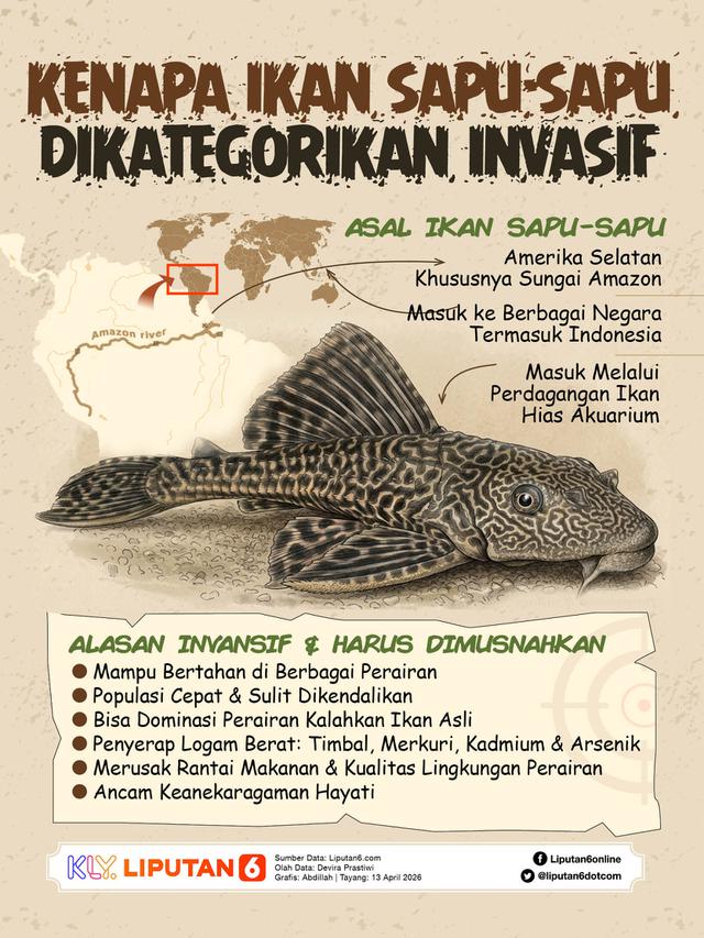Infografis Kenapa Ikan Sapu-Sapu Dikategorikan Invasif. (Liputan6.com/Abdillah)