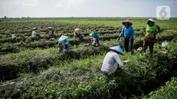 Petani bawang merah di Brebes mengeluhkan beberapa kebutuhan untuk produksi hingga akses jual hasil panen. Misalnya ketersediaan pupuk subsidi, air irigasi, bahan bakar minyak (BBM), dan pasar. (Liputan6.com/Faizal Fanani)