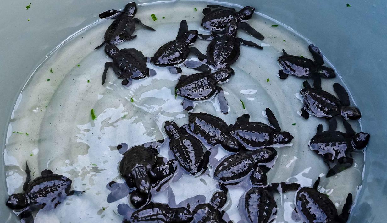 Ketika menetas, tukik ini berwarna gelap (abu-abu/hitam) dan akan berubah menjadi hijau zaitun seiring bertambahnya usia, dengan bentuk karapas seperti hati. Tampak dalam foto, anak penyu zaitun (Olive Ridley) terlihat sebelum dilepasliarkan di sebuah pantai di Banda Aceh pada 14 April 2026. (CHAIDEER MAHYUDDIN/AFP)