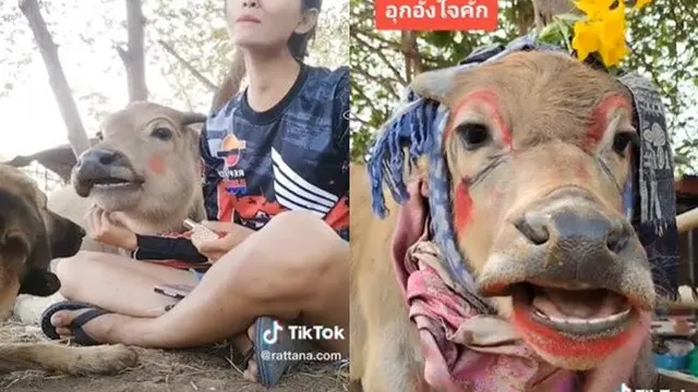 Viral Wanita Ini Jadikan Kerbau Sebagai Model Makeup, Hasilnya Bikin Pangling