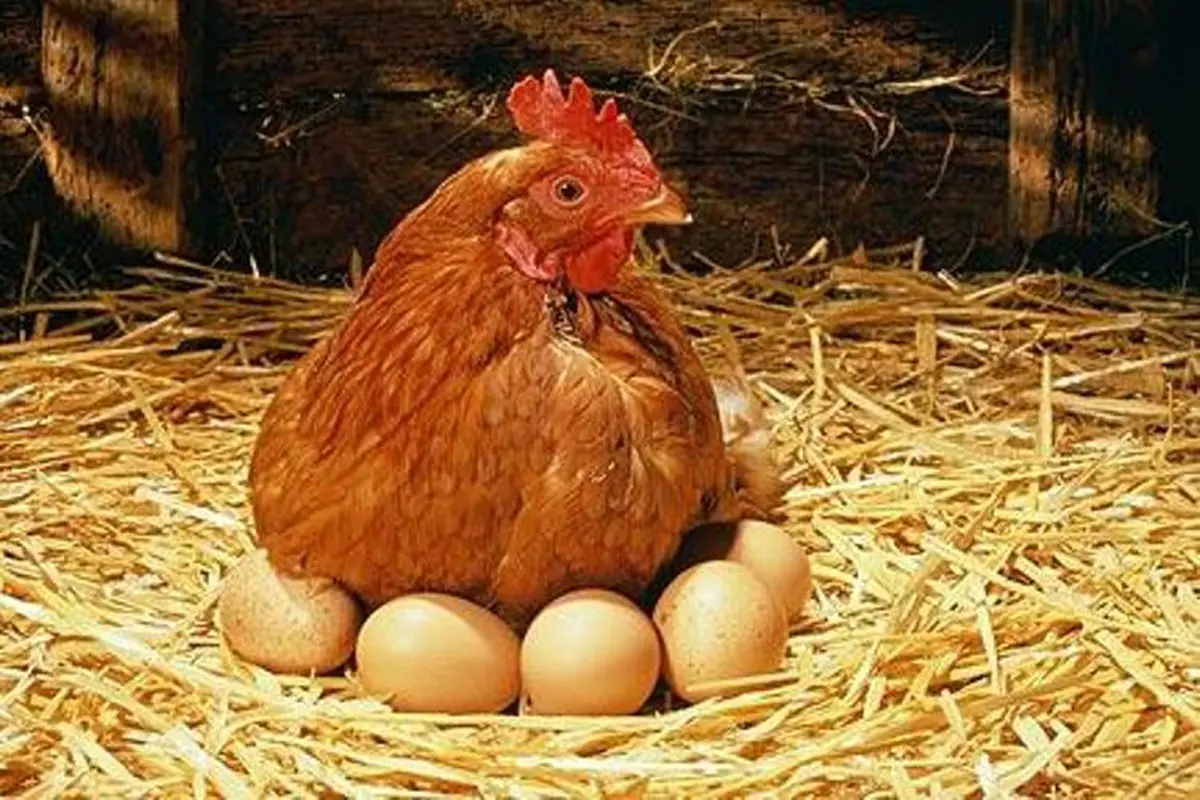 Lihat Ayam Bertelur, Bikin Kamu Ingat Perjuangan Ibu Melahirkan