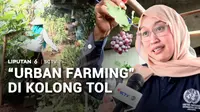 Lahan terbengkalai di bawah beton jalan tol Becakayu, Jakarta Timur, kini disulap menjadi area pertanian perkotaan atau urban farming. Ada beragam jenis sayur dan buah yang telah memberikan hasil panen bagi warga.