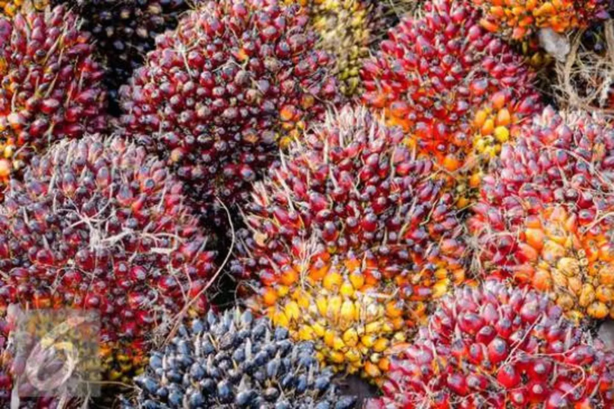 Buah kelapa sawit.