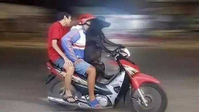 8 Momen Nyeleneh Orang Ajak Anjing Jalan-Jalan Ini Aksinya Kocak