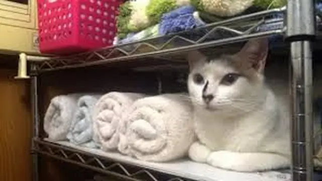 6 Tingkah Kucing Putih Saat Berkamuflase, Sulit Ditemukan
