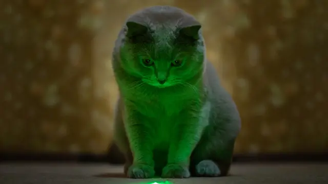 Kucing Bermain