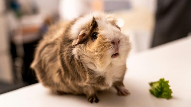 Guinea Pig
