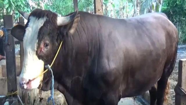 Sapi simental yang dibeli Jokowi di Sulawesi Barat (Fauzan/Liputan6.com)