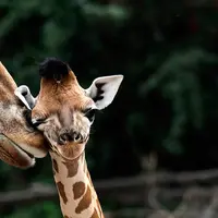 Hewan-hewan berikut ini menujukkan kasih sayang kepada anak mereka.
