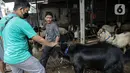 Calon pembeli memeriksa kondisi hewan kurban yang dijual di Pasar Kambing, Tanah Abang, Jakarta, Selasa (13/7/2021). PPKM Darurat juga menyebabkan pengiriman hewan kurban dari luar kota terhambat sehingga stok kambing dan sapi terbatas. (Liputan6.com/Faizal Fanani)