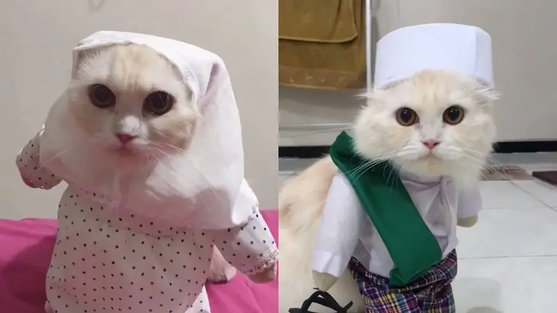 Unggahan video viral dari tingkah seekor kucing memakai pakaian salat.