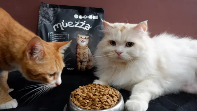 Catnip, Tanaman Rahasia yang Bikin Kucing Bahagia