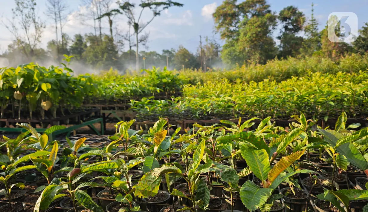 Sejak 2006, PT Vale telah mengoperasikan fasilitas pembibitan modern atau modern nursery dengan kapasitas produksi per tahun mencapai 700.000 bibit. (Liputan6.com/ Elin Yunita Kristanti)