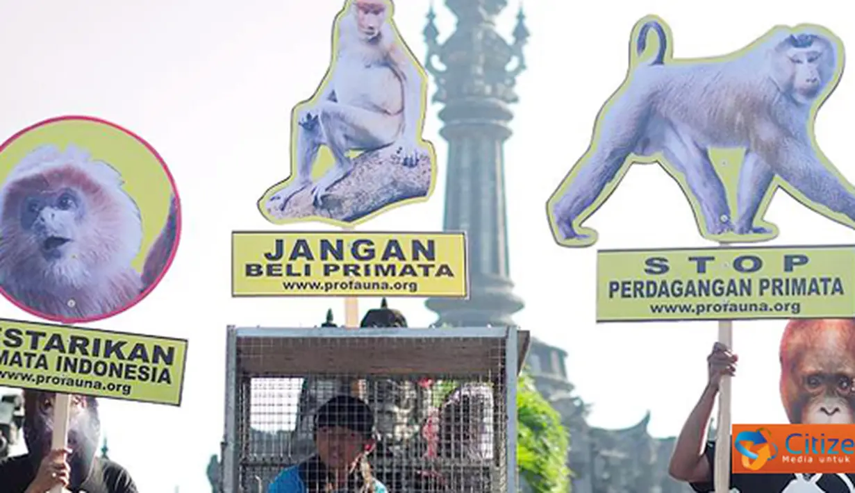 Citizen6, Denpasar: Profaunan Indonesia melakukan gerakan Save Indonesian Primate pada, Minggu (3/7) di Renon, tepatnya di depan monumen Bajra Sandhi. Gerakan ini bertujuan untuk mensosialisasikan upaya pencegahan perburuan primata. (Pengirim: Anggara Mah