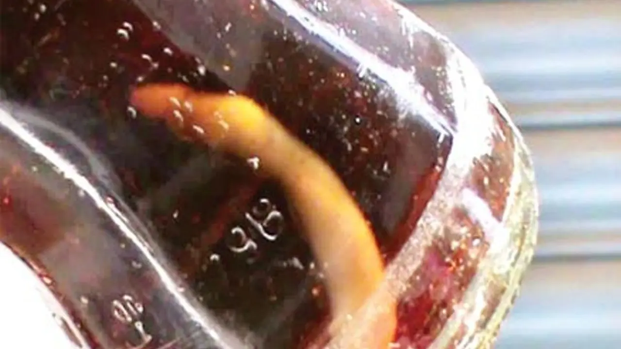 Ular di dalam botol soda. (The Hans India)