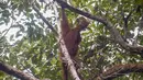 Seekor orangutan hasil rehabilitasi memanjat dahan pepohonan setelah dilepasliarkan di Hutan Lindung Batu Nyambu, Kabupaten Ketapang, Kalimantan Barat, Kamis (29/10/2026). Orangutan tersebut merupakan satu dari sembilan orangutan yang diselamatkan dari kebakaran hutan pada Agustus dan September 2026. (Ilham Pratama/AFP)