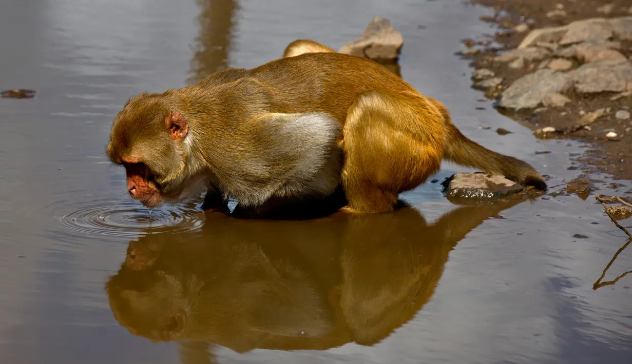 Seekor monyet minum dari genangan air di Cayo Santiago, yang dikenal sebagai Pulau Monyet, di Puerto Rico, 4 Oktober 2017. Setelah puluhan tahun berada di tempat tersebut, populasi monyet di Cayo Santiago meningkat menjadi ribuan. (AP/Ramon Espinosa)