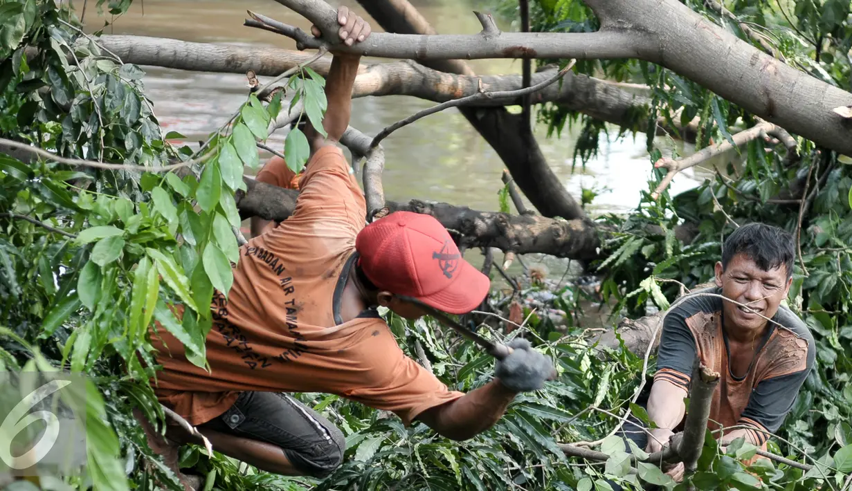 Petugas melakukan pemotongan pohon yang roboh menutup aliran air Tanah Baru, Srengseng Sawah, Jakarta, Jumat (2/9). Tumbangnya sejumlah pohon dikarenakan hujan yang disertai angin kemarin malam. (Liputan6.com/Yoppy Renato)